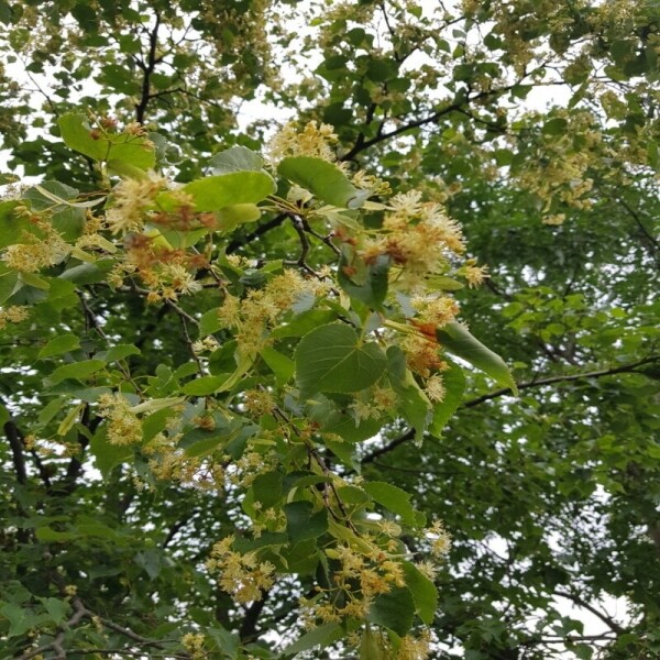 강릉몰,우리들농원 천연야생화꿀2.4kg100%자연꿀 산지직송