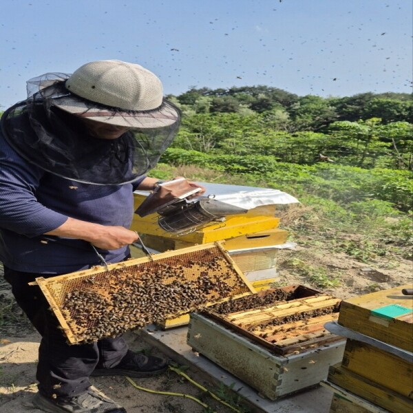 강릉몰,우리들농원 천연아카시아꿀 2.4kg 자연꿀 산지직