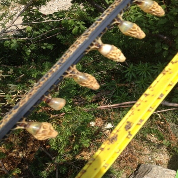 강릉몰,우리들농원 천연아카시아꿀 2.4kg 자연꿀 산지직