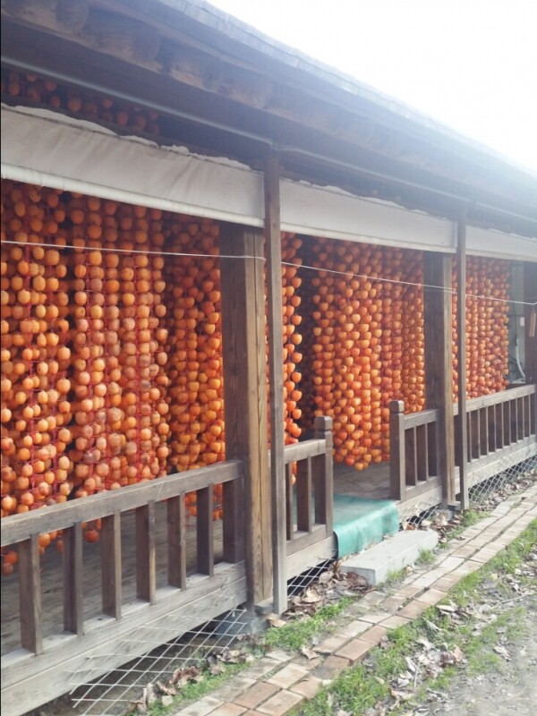 강릉몰,[우리들농원]강릉곶감 건시 실속형1호(2.0kg/36~42개)