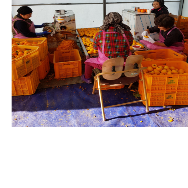 강원더몰,신사임당곶감3호 (총중량0.7kg 개당 35g 20개,말랑한 건시곶감)