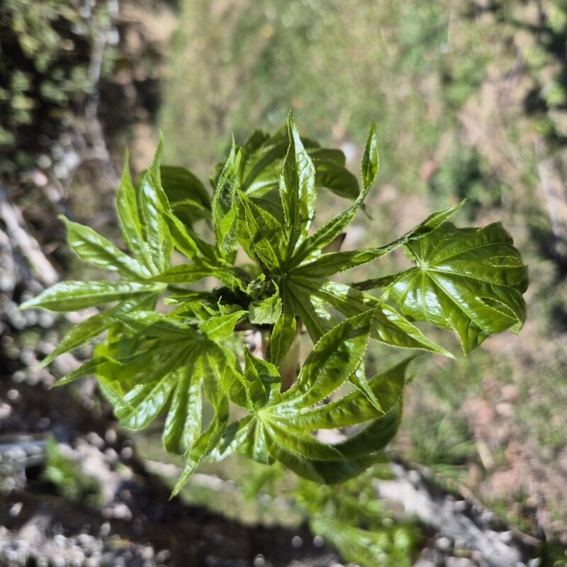 강릉몰,강원도 산두릅 강릉 개두릅 엄나무순 1kg 산지직송 향나물 두릅 산나물 제철 봄나물 택배