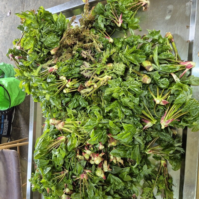 강릉몰,강원도 산두릅 강릉 개두릅 엄나무순 1kg 산지직송 향나물 두릅 산나물 제철 봄나물 택배