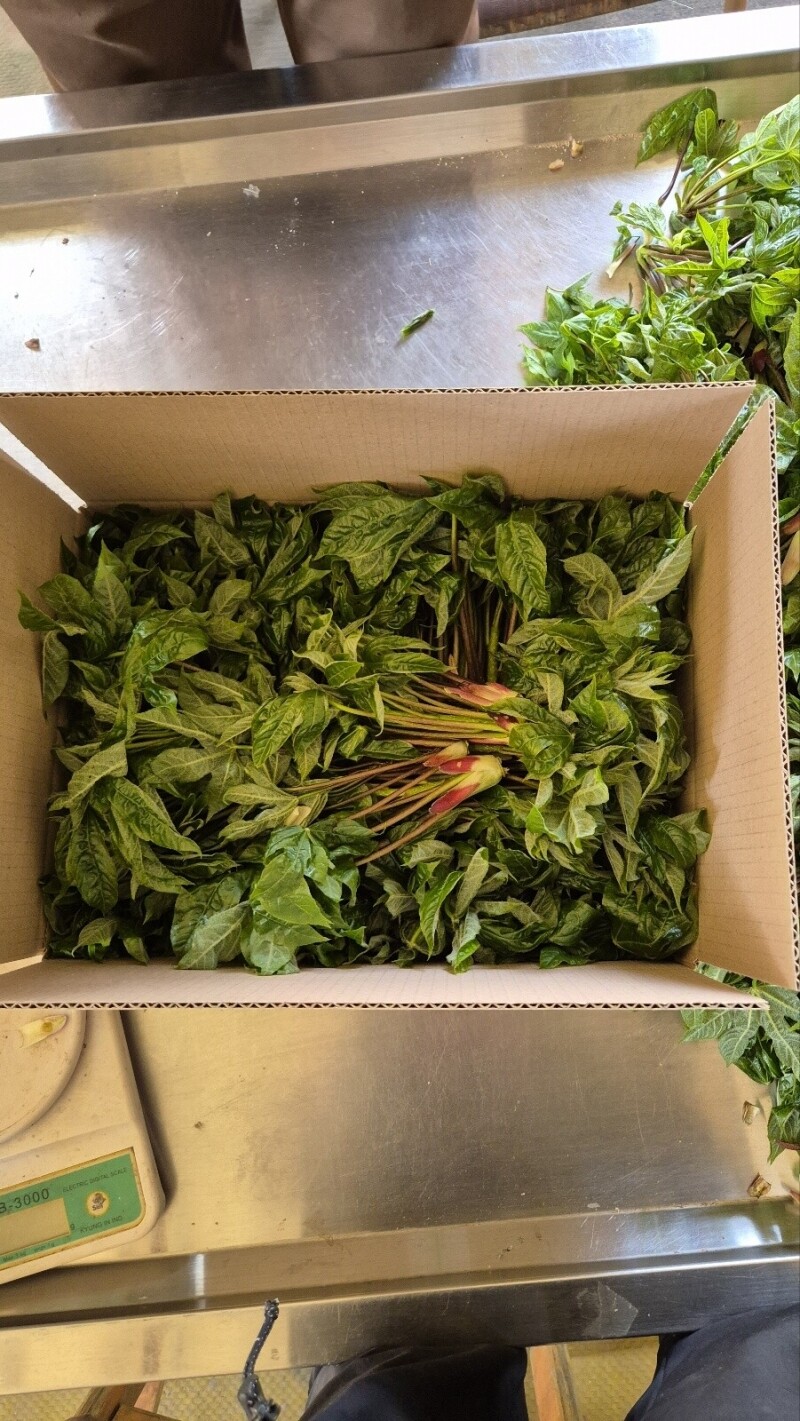 강릉몰,강원도 산두릅 강릉 개두릅 엄나무순 1kg 산지직송 향나물 두릅 산나물 제철 봄나물 택배