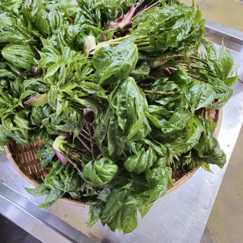 강릉몰,강원도 산두릅 강릉 개두릅 엄나무순 1kg 산지직송 향나물 두릅 산나물 제철 봄나물 택배